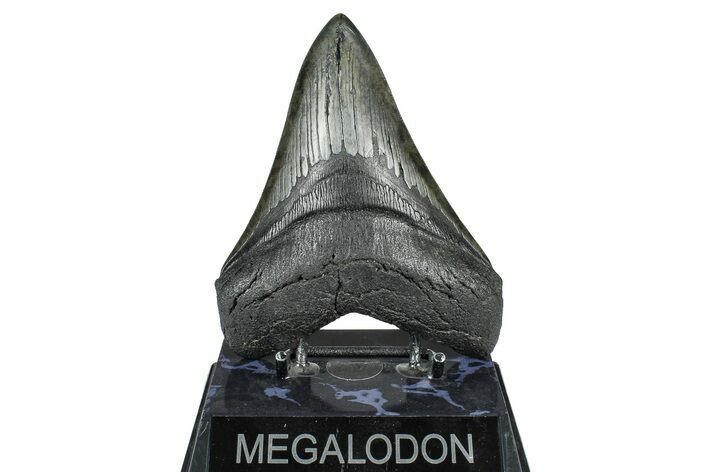 Fossil Megalodon Tooth - South Carolina #371769